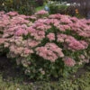 'Autumn Joy' Stonecrop -Green Haven Shop ea047a124351d66be01a92e16e5529f9