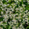 'Eastern Star' White Wood Aster -Green Haven Shop eastern star1