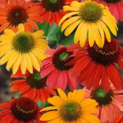 'Cheyenne Spirit' Coneflower 8 'Cheyenne Spirit' Coneflower -Green Haven Shop echinacea cheyenne spririt coneflower 3