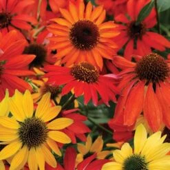 'Cheyenne Spirit' Coneflower 9 'Cheyenne Spirit' Coneflower -Green Haven Shop echinacea cheyenne spririt coneflower 4