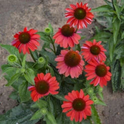 Color Coded™ 'Frankly Scarlet' Coneflower -Green Haven Shop echinacea franklyscarlet coneflower 3