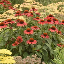 Color Coded™ 'Frankly Scarlet' Coneflower -Green Haven Shop echinacea franklyscarlet coneflower 4