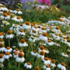 PowWow® White Coneflower 1 PowWow® White Coneflower -Green Haven Shop echinacea pow wow white 1