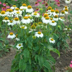 PowWow® White Coneflower -Green Haven Shop echinacea pow wow white 3