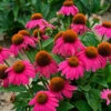 PowWow® Wild Berry Coneflower -Green Haven Shop echinacea pow wow wild berry 1
