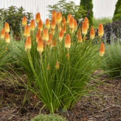 Pyromania® 'Hot And Cold' Red Hot Poker -Green Haven Shop ed4c55cbc714b6ab19f4d2f85f951b1e