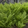 Ostrich Fern 1 Ostrich Fern -Green Haven Shop edcabb402c38f262b74af1760e3ef7e3
