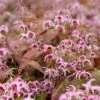 'Pretty In Pink' Barrenwort -Green Haven Shop epimedium barrenwort prettyinpink 1