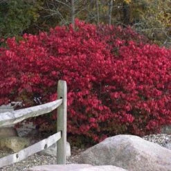 Front Page -Green Haven Shop euonymus alatus compactus burning bush 2 sw