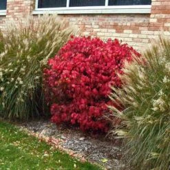 'Compactus' Burning Bush -Green Haven Shop euonymus alatus compactus burning bush 3 sw