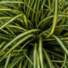 EverColor® 'Everoro' Sedge -Green Haven Shop ever color everoro sedge carex