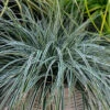 EverColor® 'Everest' Sedge -Green Haven Shop evercolor everest sedge 1
