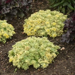 Rock 'N Low® 'Boogie Woogie' Stonecrop -Green Haven Shop f024e42c42e5615e78b9e1e35acfbd6a