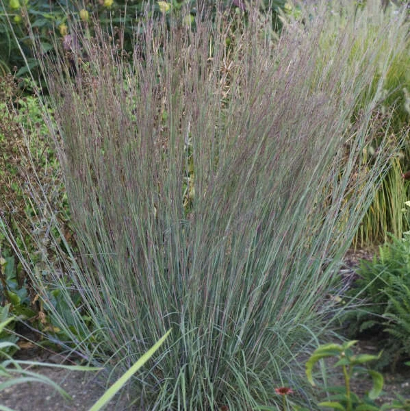 Blue Heaven® Little Bluestem 3 Blue Heaven® Little Bluestem