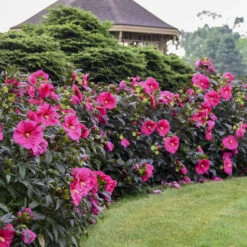 Summerific® 'Evening Rose' Perennial Hibiscus 11 Summerific® 'Evening Rose' Perennial Hibiscus -Green Haven Shop f6cc1b603dde715f531c36cdecf30684