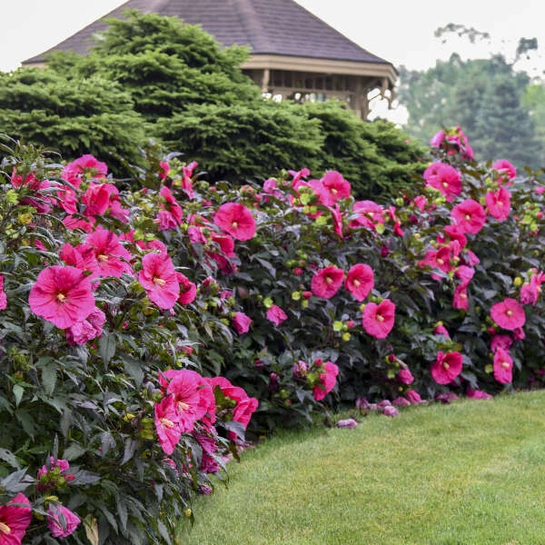 Summerific® 'Evening Rose' Perennial Hibiscus 6 Summerific® 'Evening Rose' Perennial Hibiscus - Image 4