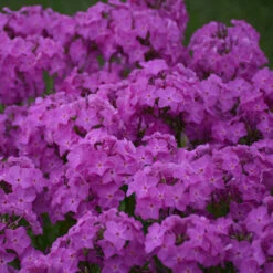 'Opening Act Ultrapink' Hybrid Phlox -Green Haven Shop f9b7b1ce9aede9587dc8d738e9108075