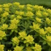 Cushion Spurge 1 Cushion Spurge -Green Haven Shop faee02883cd8f3715fbc43759ea67b89