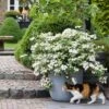 Fairytrail Bride™ Cascade Hydrangea™ 1 Fairytrail Bride™ Cascade Hydrangea™ -Green Haven Shop fairytrail bride cascading hydrangea 2 sw