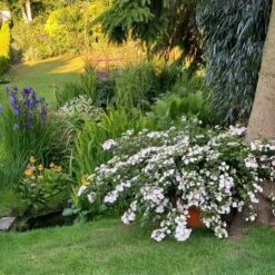 Fairytrail Bride™ Cascade Hydrangea™ -Green Haven Shop fairytrail bride cascading hydrangea 3 sw