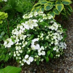 Fairytrail Bride™ Cascade Hydrangea™ -Green Haven Shop fairytrail bride cascading hydrangea 4 sw