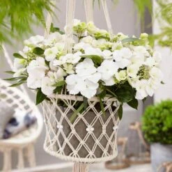 Fairytrail Bride™ Cascade Hydrangea™ -Green Haven Shop fairytrail bride cascading hydrangea 5 sw