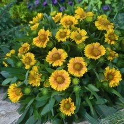'Arizona Apricot' Blanket Flower -Green Haven Shop fc49797d81d329fb48f92c05d632a479