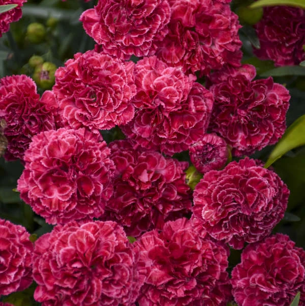 Fruit Punch® 'Raspberry Ruffles' Dianthus 6 Fruit Punch® 'Raspberry Ruffles' Dianthus - Image 4