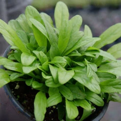 Feathered Friends™ 'Cordial Canary' Bugleweed -Green Haven Shop feathered friends cordial canary bugleweed 2