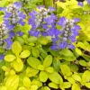 Feathered Friends™ 'Cordial Canary' Bugleweed -Green Haven Shop feathered friends cordial canary bugleweed 4