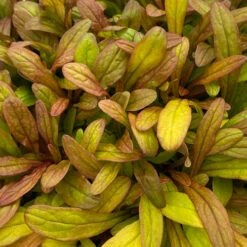 Feathered Friends™ 'Fancy Finch' Bugleweed -Green Haven Shop feathered friends fancy finch bugleweed 2