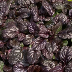 Feathered Friends™ 'Fierce Falcon' Bugleweed -Green Haven Shop feathered friends fierce falcon bugleweed 1