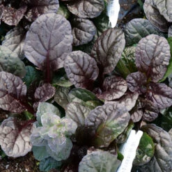 Feathered Friends™ 'Fierce Falcon' Bugleweed -Green Haven Shop feathered friends fierce falcon bugleweed 3