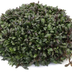 Feathered Friends™ 'Noble Nightingale' Bugleweed -Green Haven Shop feathered friends noble nightingale bugleweed 3