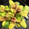 Feathered Friends™ 'Parrot Paradise' Bugleweed -Green Haven Shop feathered friends parrot paradise bugleweed 2