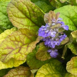 Feathered Friends™ 'Parrot Paradise' Bugleweed 7 Feathered Friends™ 'Parrot Paradise' Bugleweed -Green Haven Shop feathered friends parrot paradise bugleweed 3