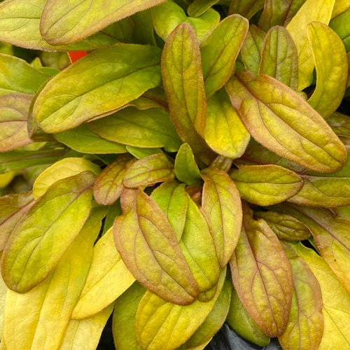 Feathered Friends™ 'Petite Parakeet' Bugleweed 5 Feathered Friends™ 'Petite Parakeet' Bugleweed - Image 3