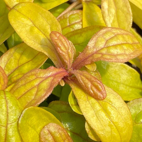 Feathered Friends™ 'Petite Parakeet' Bugleweed 4 Feathered Friends™ 'Petite Parakeet' Bugleweed - Image 2