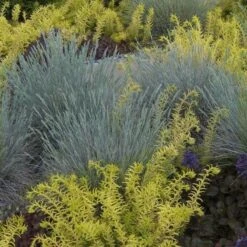 'Boulder Blue' Blue Fescue -Green Haven Shop festuca boulder blue fescue 2 sw