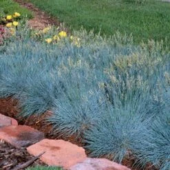 'Boulder Blue' Blue Fescue -Green Haven Shop festuca boulder blue fescue 4 sw