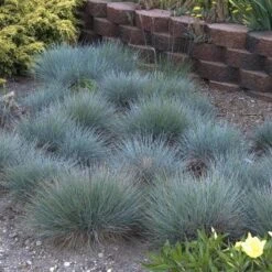 'Boulder Blue' Blue Fescue -Green Haven Shop festuca boulder blue fescue 5 sw