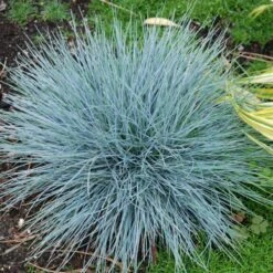 'Boulder Blue' Blue Fescue -Green Haven Shop festuca boulder blue fescue 8 sw