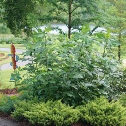 'Chicago Hardy' Fig 7 'Chicago Hardy' Fig -Green Haven Shop ficus chicago hardy 3 sw