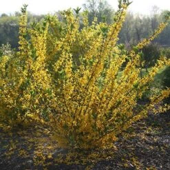 Flying Machine® Forsythia -Green Haven Shop forsythia flying machine 1 P sw
