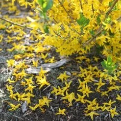 Flying Machine® Forsythia -Green Haven Shop forsythia flying machine 2 P sw