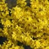 Flying Machine® Forsythia -Green Haven Shop forsythia flying machine 7 P sw