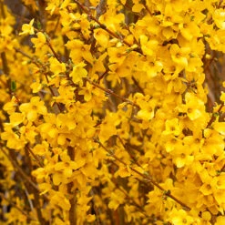 Show Off® Forsythia -Green Haven Shop forsythia show off 3 P