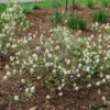 Legend Of The Small™ Bottlebrush -Green Haven Shop fothergilla legend of the small 1