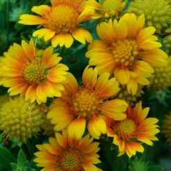 Drought Resistant+ Long Blooming Collection -Green Haven Shop gaillardia arizona apricot 1