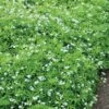 Sweet Woodruff -Green Haven Shop galium odoratum sweet woodruff 1